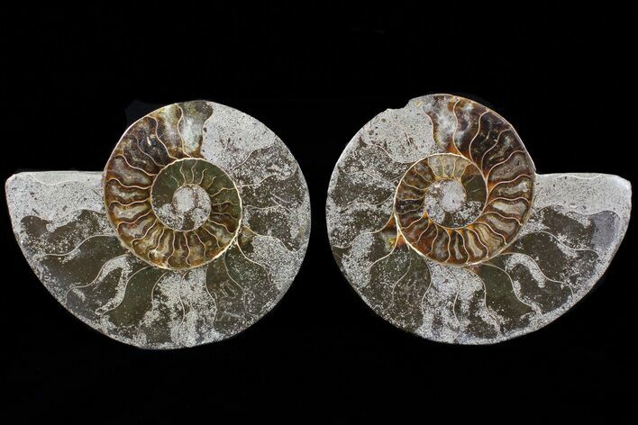 Bargain, Cut & Polished Ammonite Fossil #73965